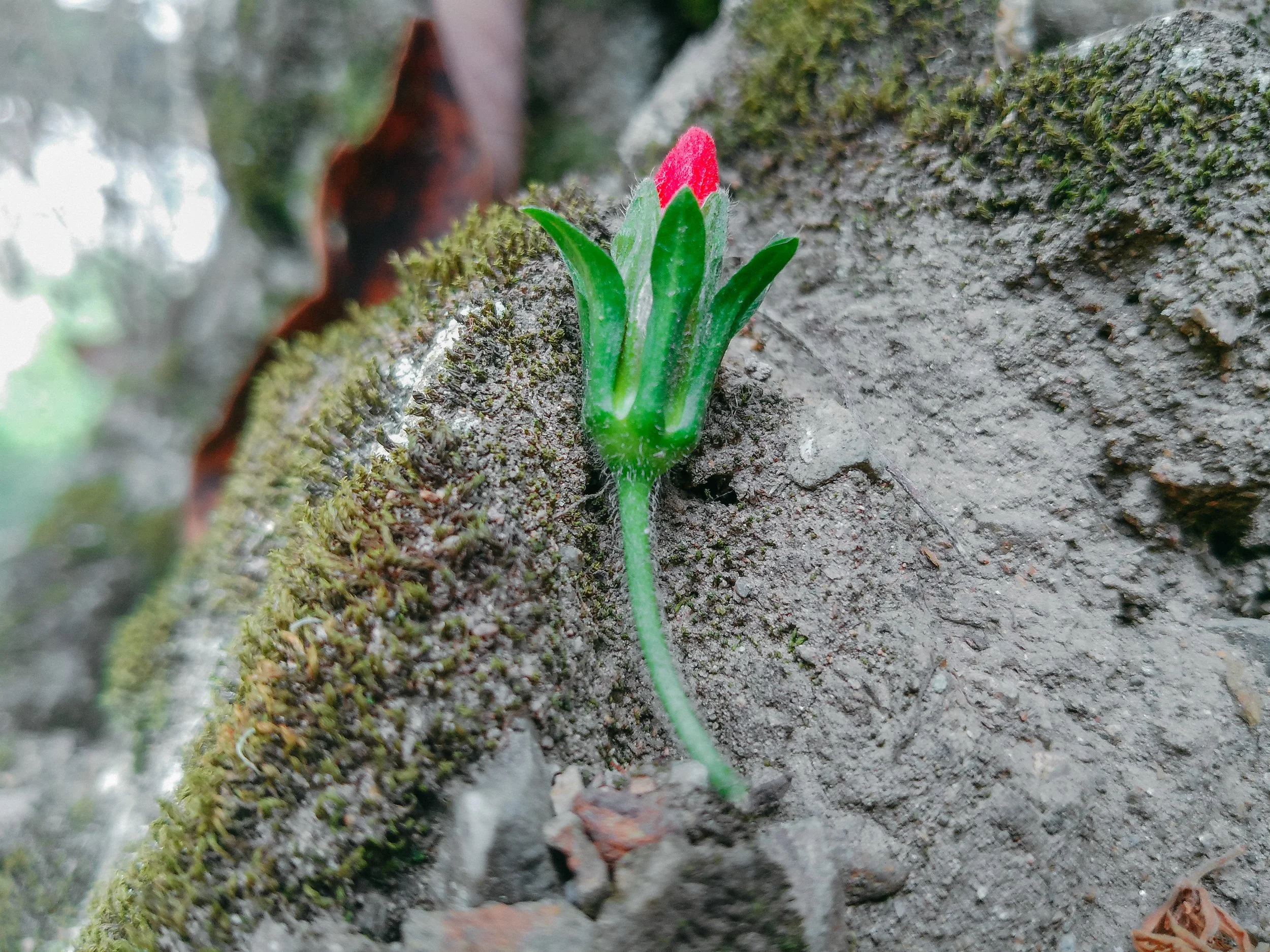 TFP.JambalóColombia.UNIDIR.FlorAnnyMedinaToconas.110.jpg
