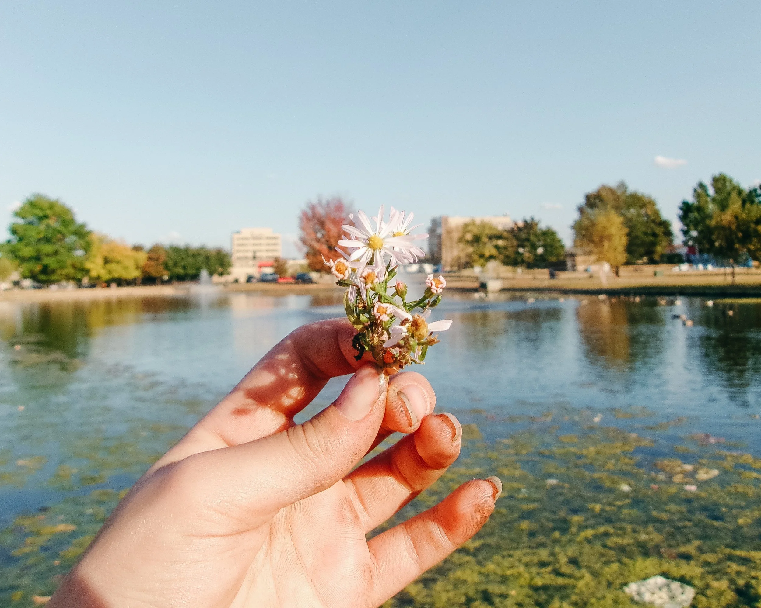 TSP8.Hurtado.SpringdaleUSA.SpringdalePublicLibrary.AnnoraLongueville.PeacefulFlower.1A.jpg