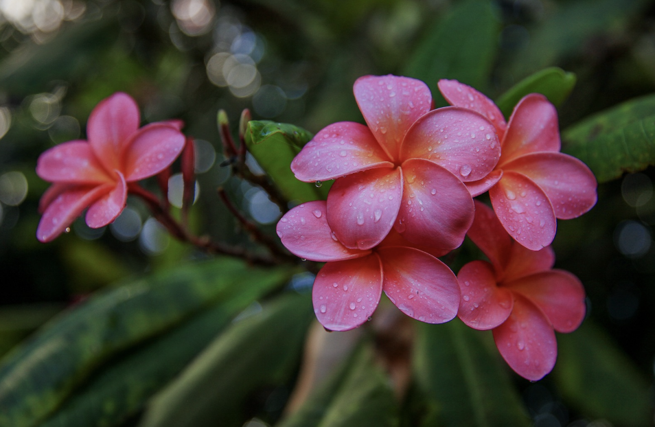 Screenshot 2024-12-10 at 6.21.54 PM.png