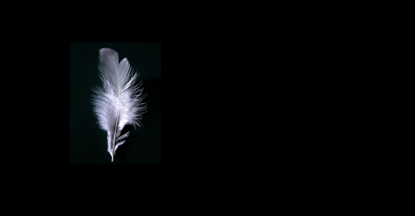 Feather.png