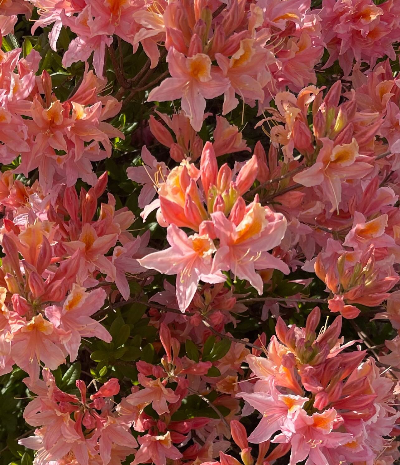 In a world tinged with hate &amp; fear, still see the flowers &hellip;
🌺🌸🌳🌼🪷🪴🪻🌹🌺🌿🌸🌼🌻
You&rsquo;re not looking away, you&rsquo;re looking up 

Feet on the ground
Eyes all around 
Soak in the beauty AKA high, healing vibes, whenever you ca