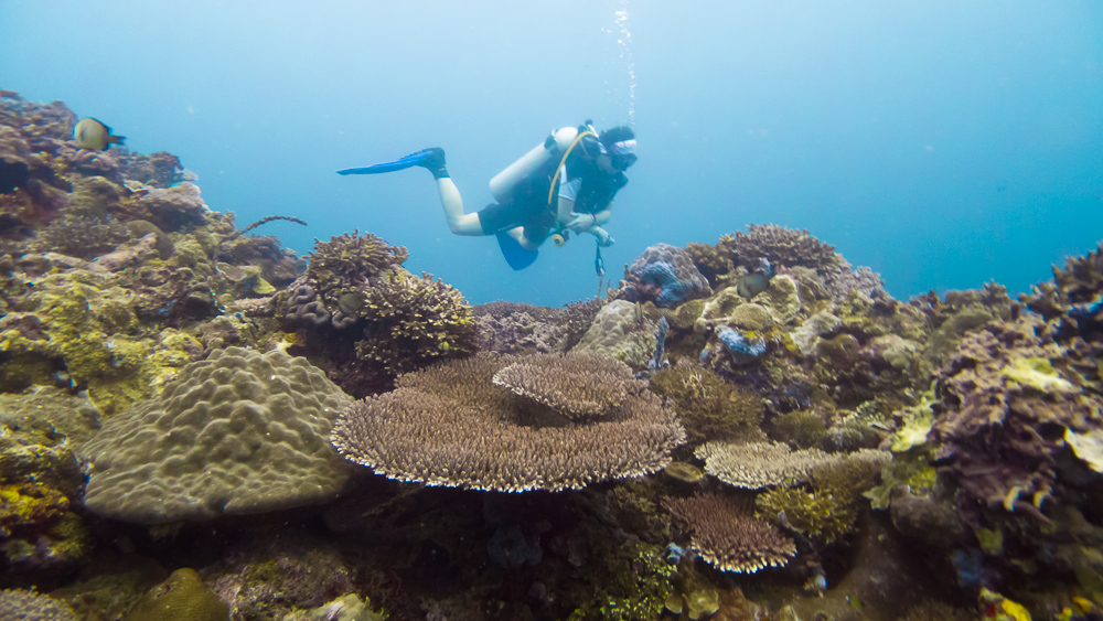 Nixee hovering over coral gardens at Bonifacio Reef
