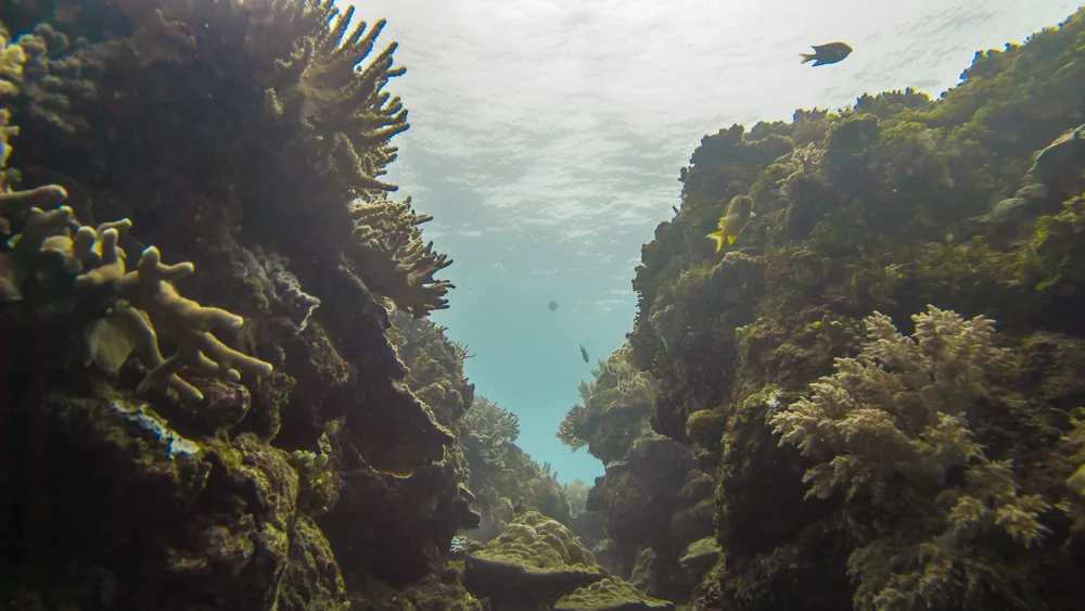 A "valley" opens up at Manta Reef. Photo (c) Nixee Garcia.