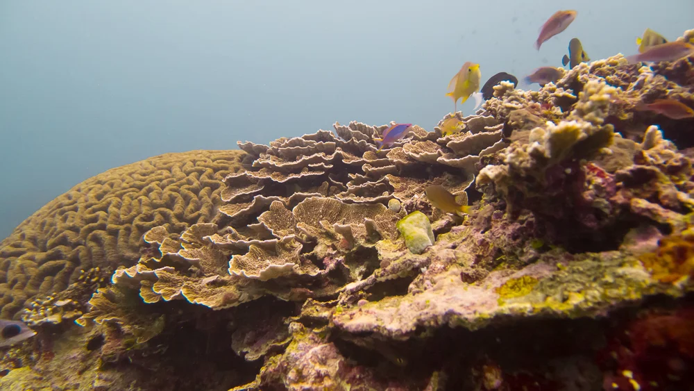 Assortment of coral taking up every inch of space at Manta Reef. Photo (c) Nixee Garcia.
