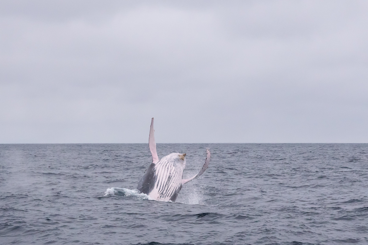 Humpback whale table flip! (Off the Pacific coast of Ecuador)