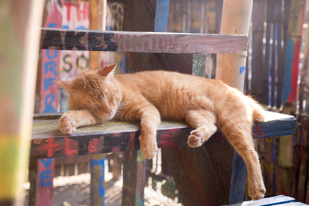 Garfield the Liw-liwa cat has a snooze at The Circle Hostel