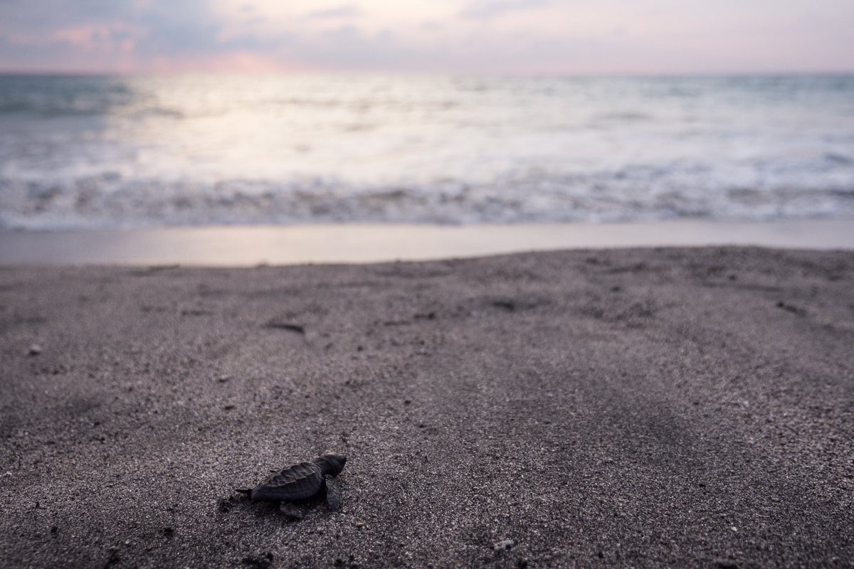 Go forth little baby turtle