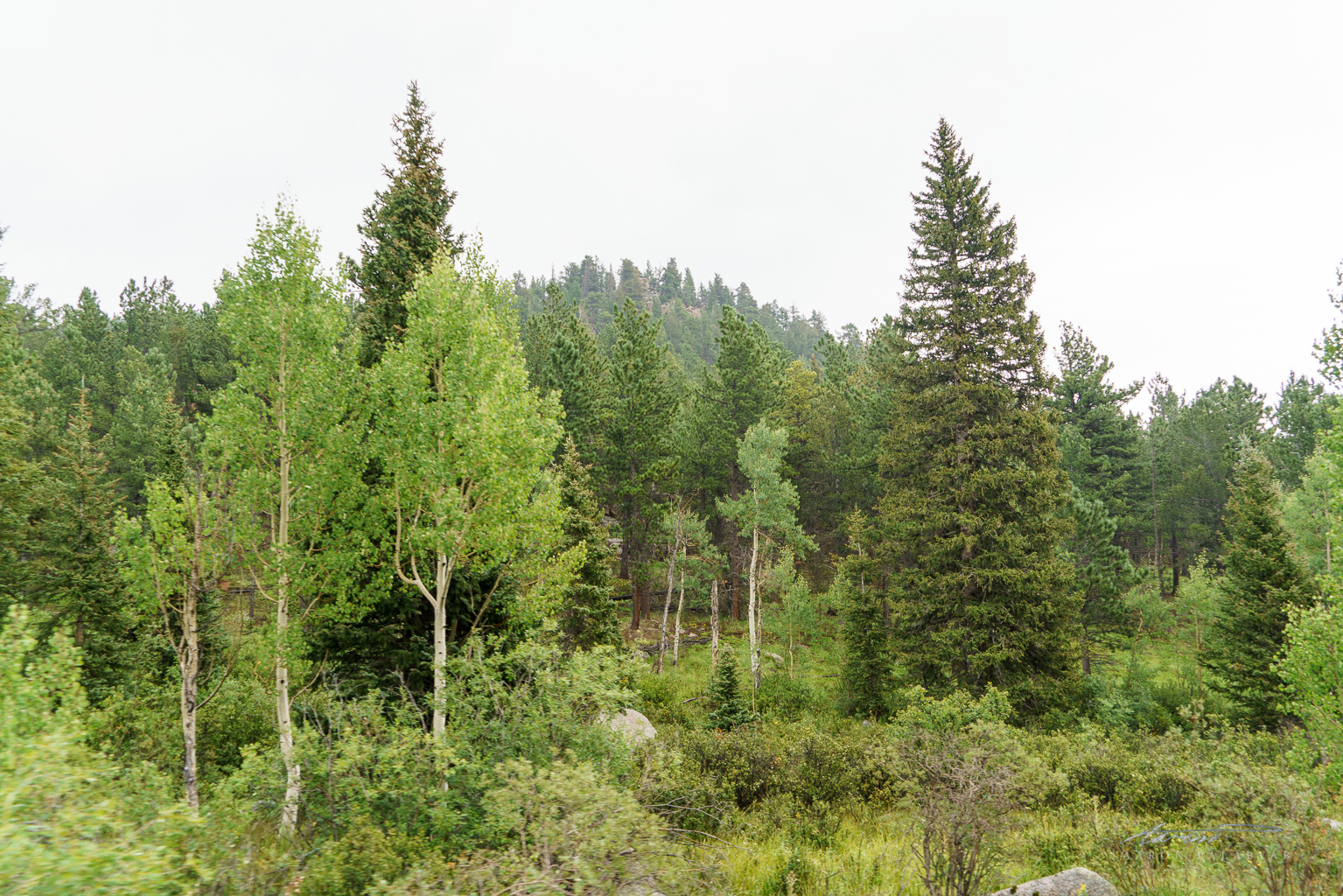 See? Trees.