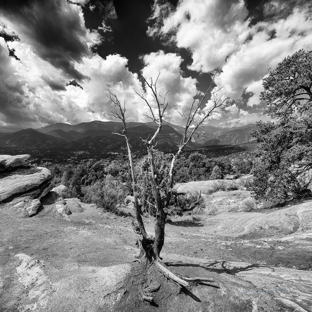 Like a claw reaching for the sky