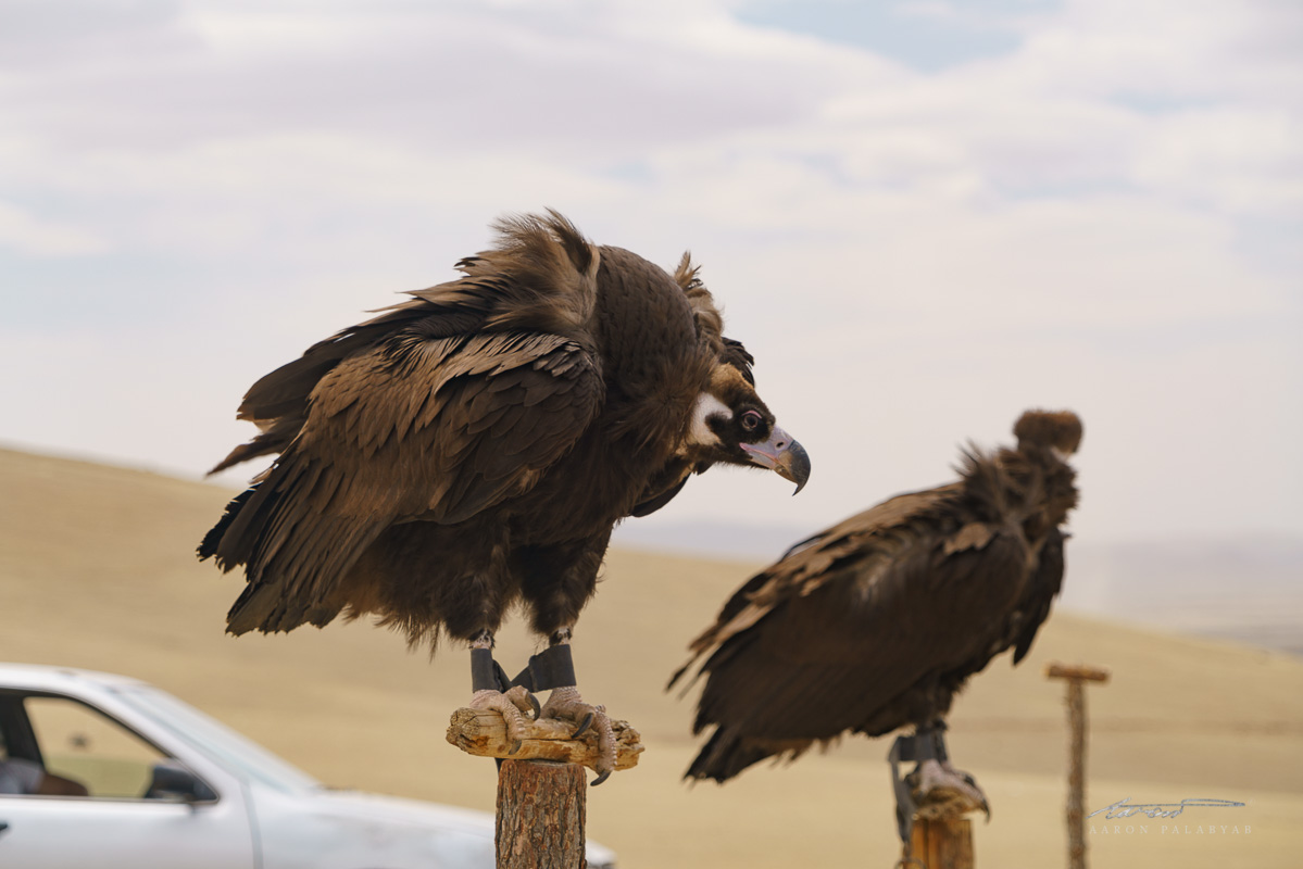 This vulture is bigger than some people I know... I was afraid it'd fly away with me in tow