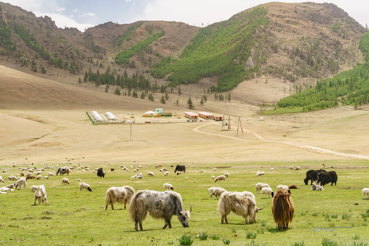 Signature Mongolian view