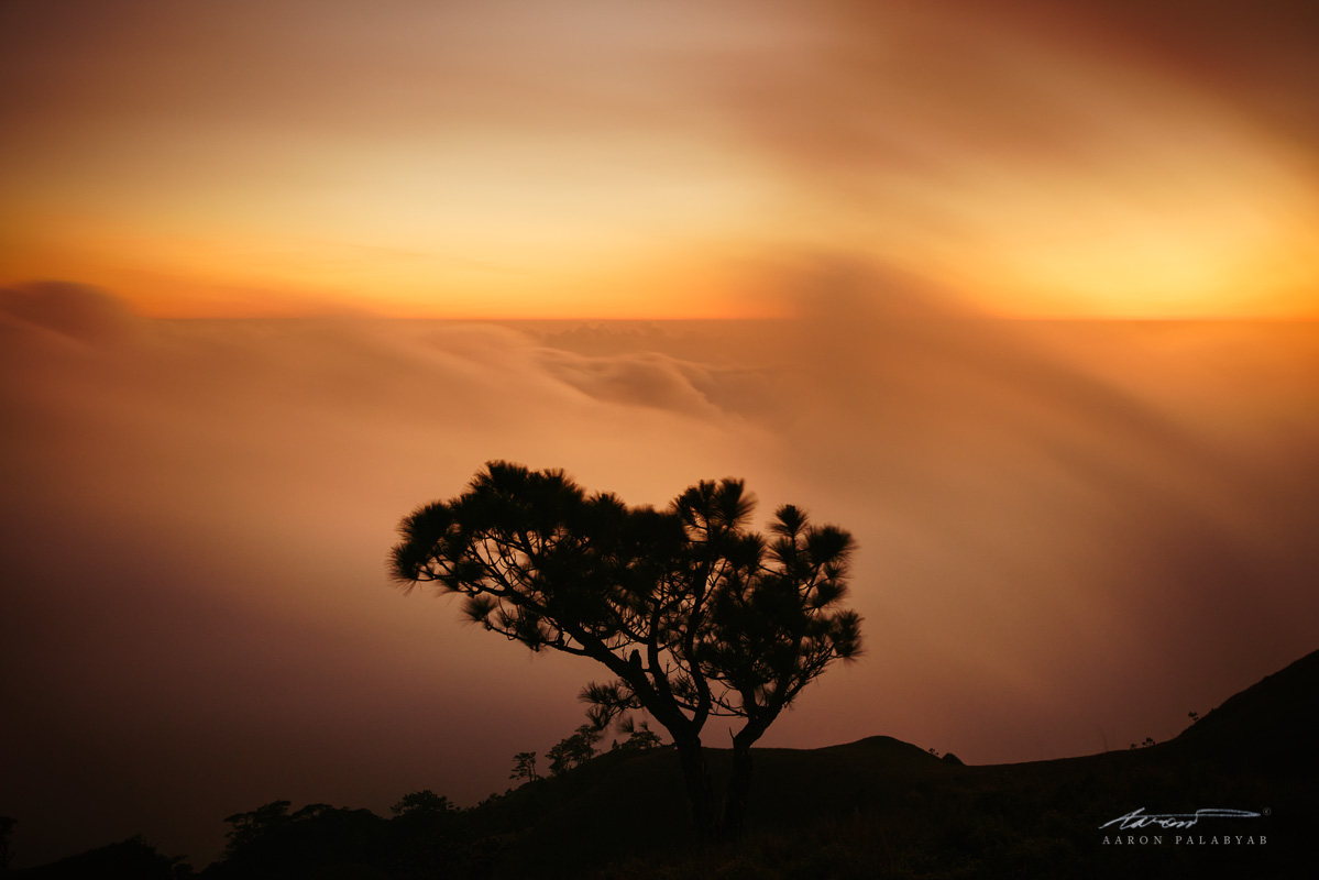 Lone Tree at Dusk, Mt. Pulag