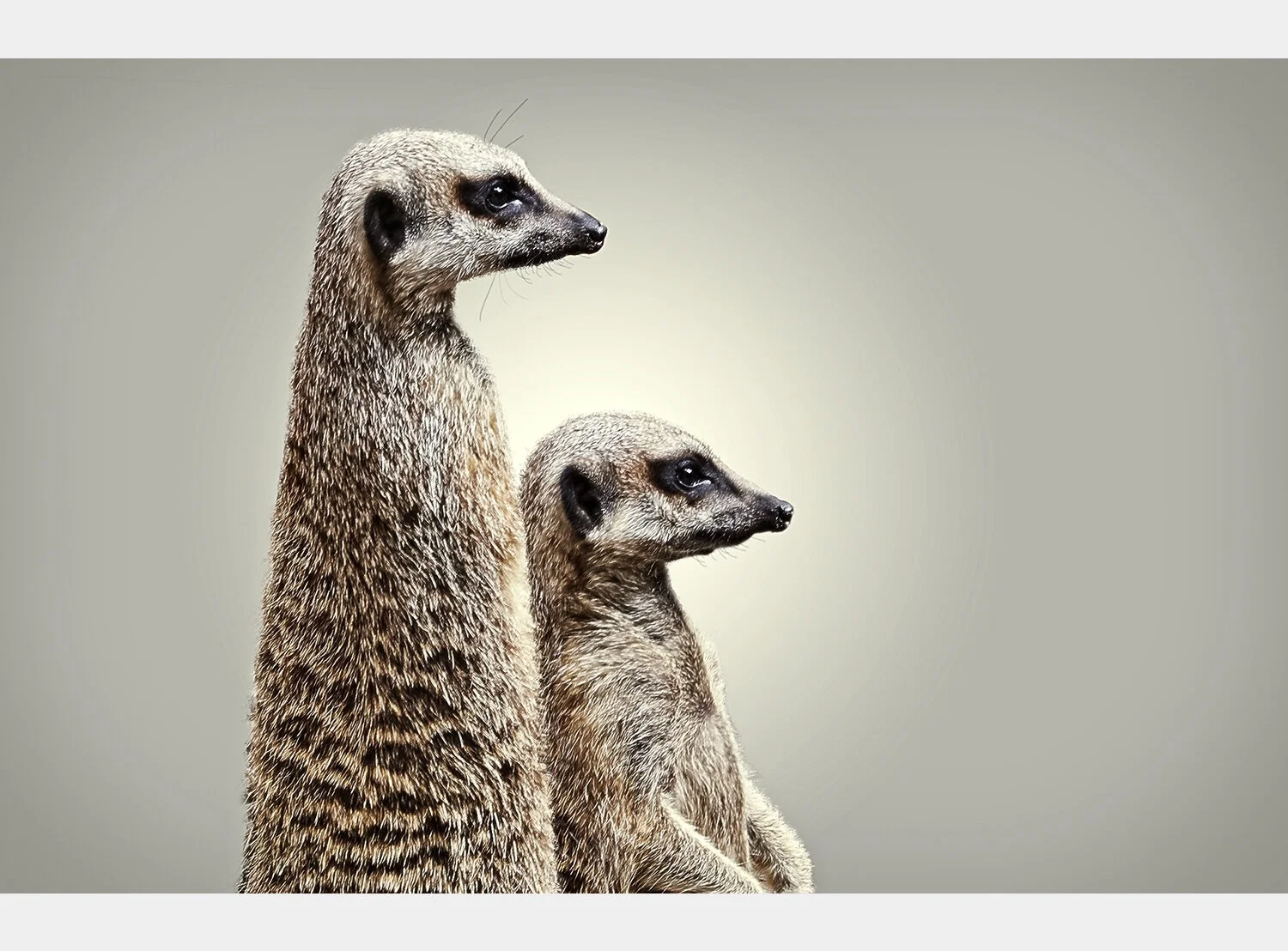 Still Life - Automotive & Animals Photography London - John Mac 61.webp