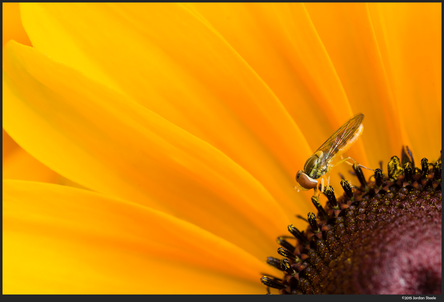 bes_bug.jpg