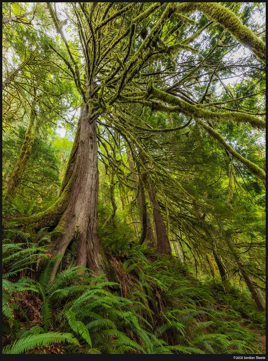 rainforest_tree.jpg