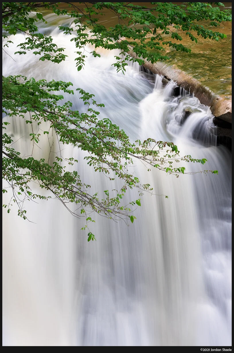 tinkers_falls_tree.jpg