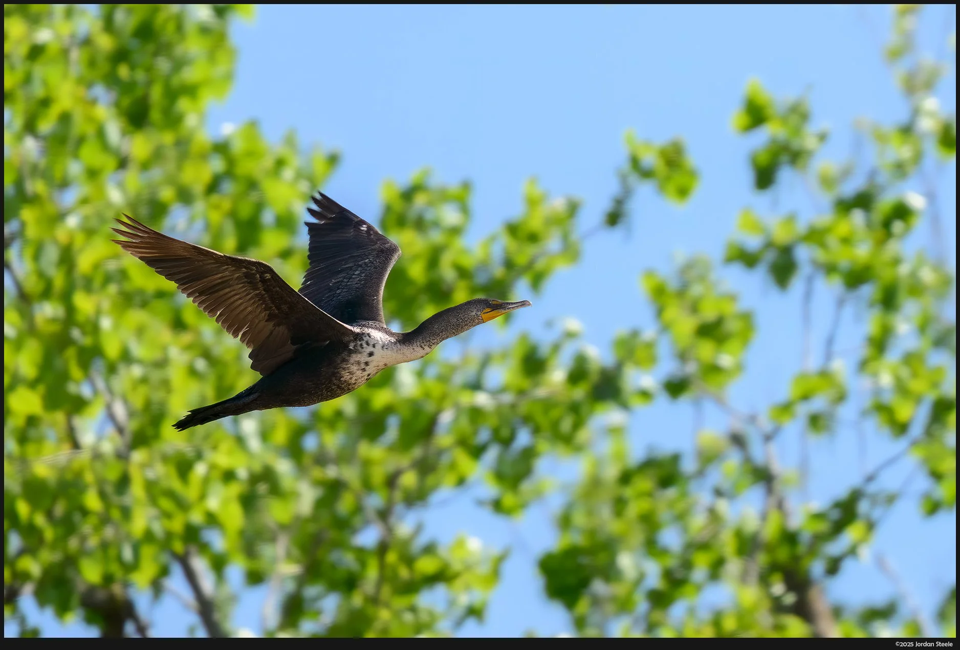 cormorant_flight.jpg