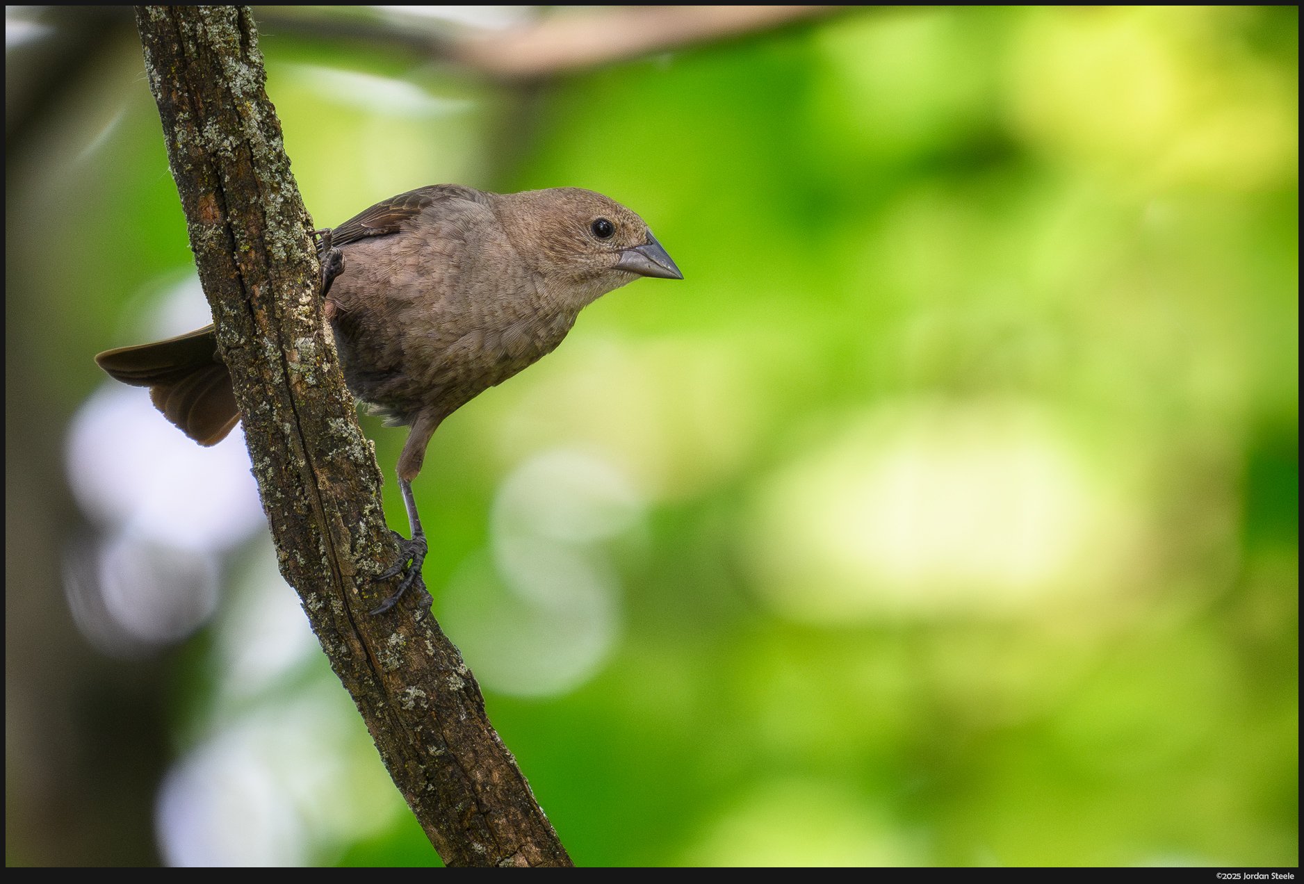 cowbird.jpg