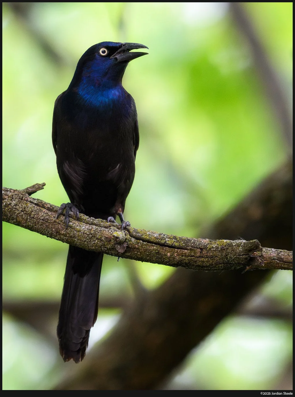 grackle.jpg