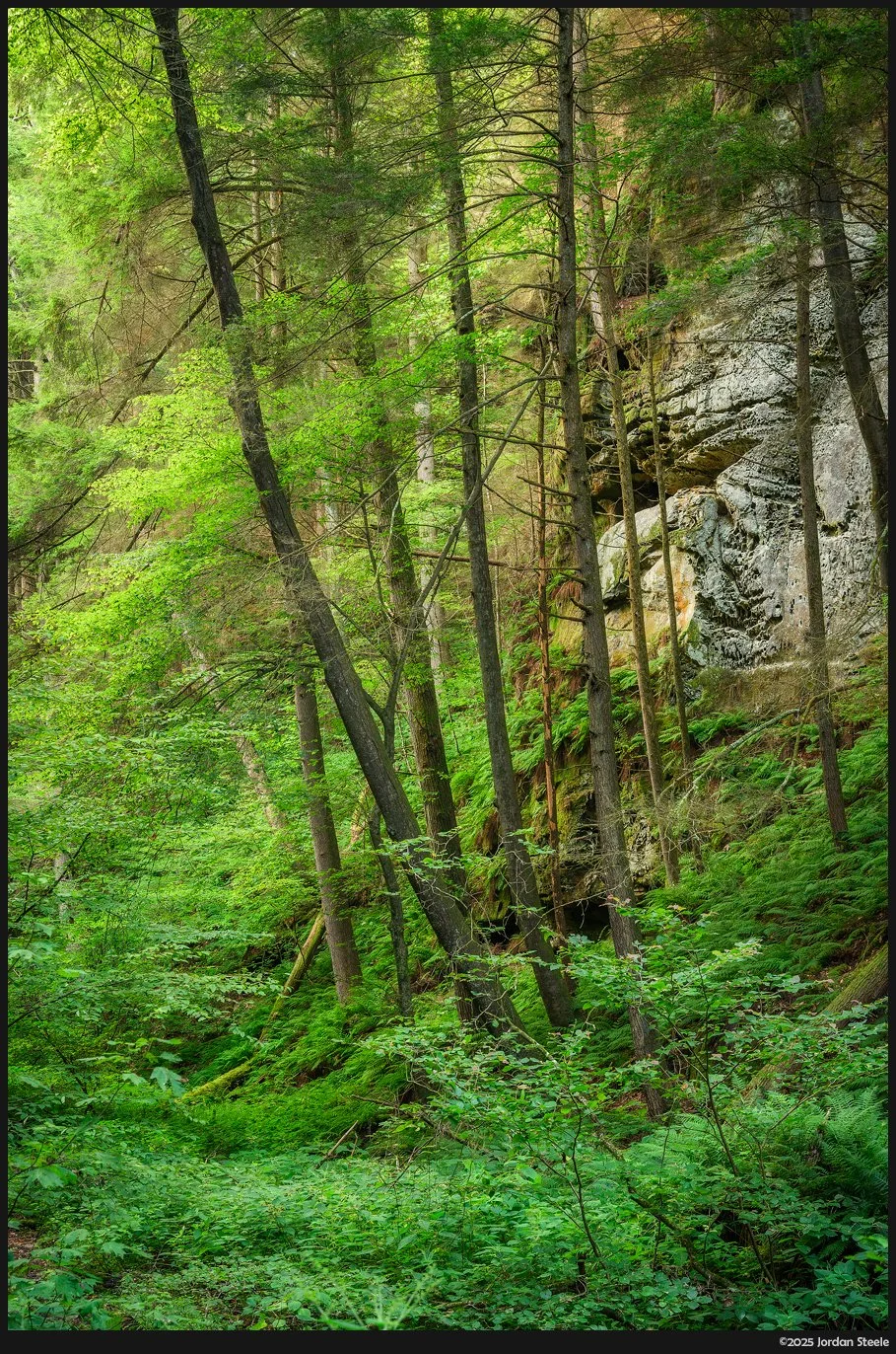 cliff_trees.jpg