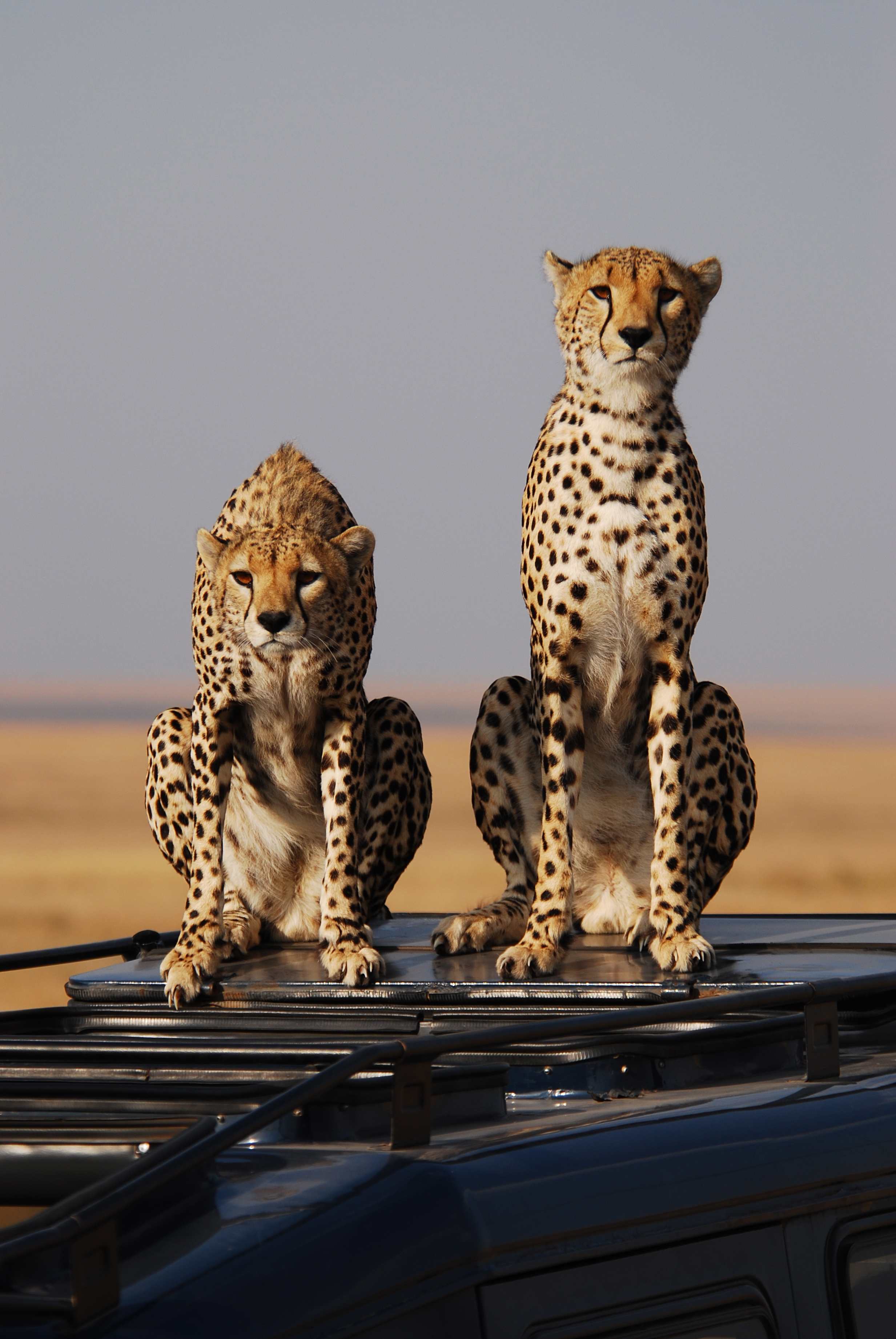 Cheetahs on roof 2.jpeg