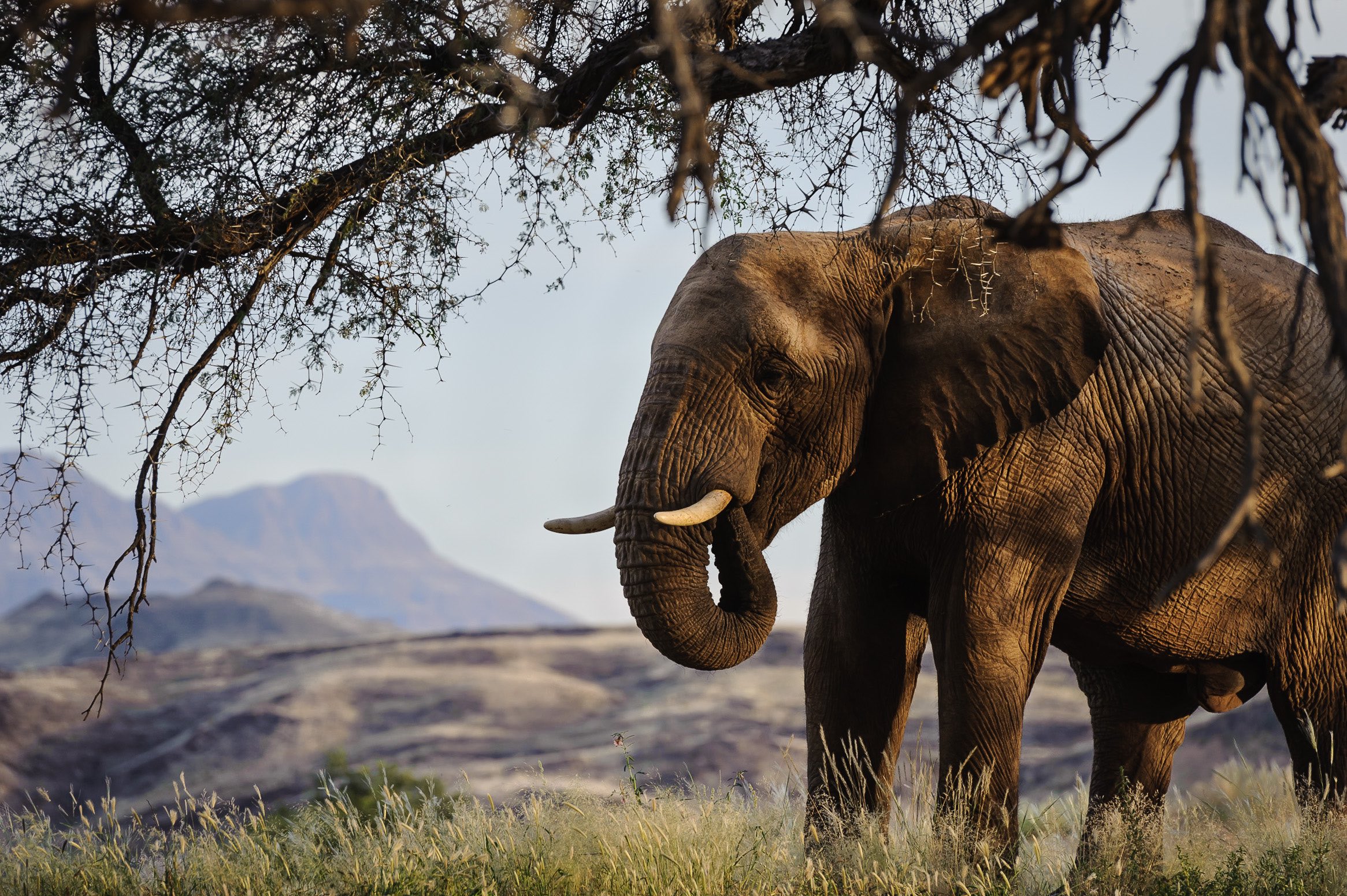 Namibia_elephant.jpg