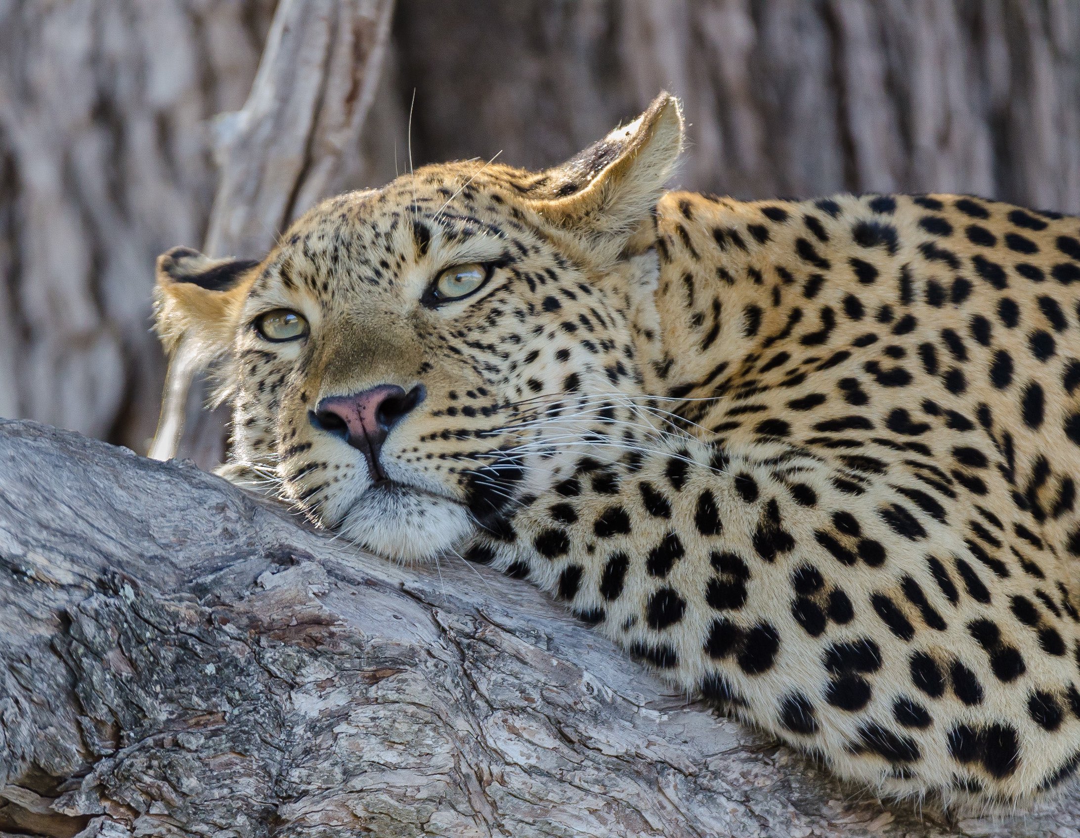 Namibia_leopard.jpg