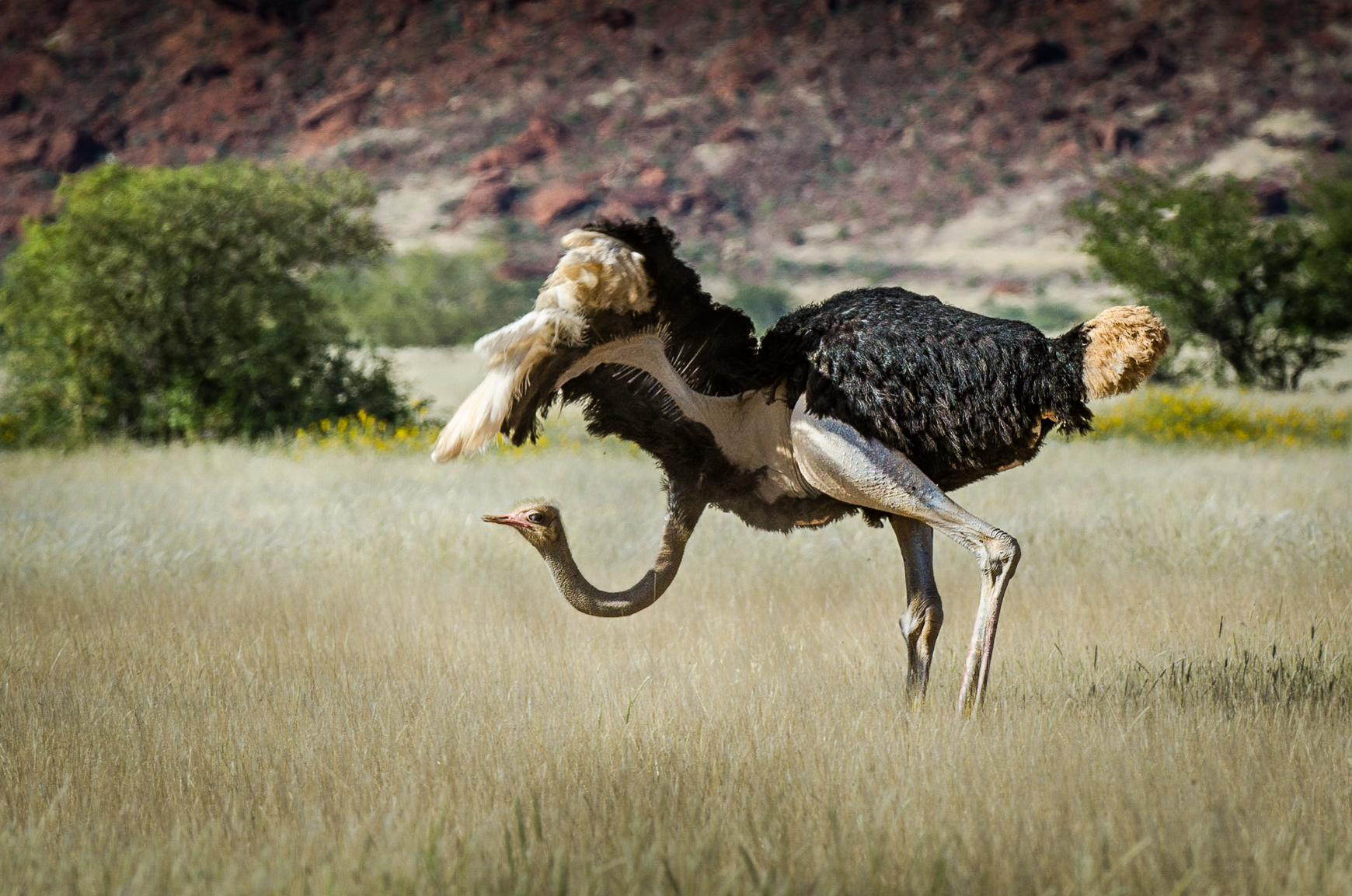 Namibia_ostrich.jpg