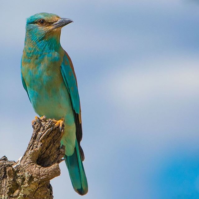 Getting ready to head back up North. 
#wellnessinthwild #europeanroller #migratorybirds #onsafari