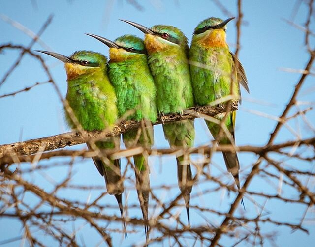 Blue-cheeked bee-eaters still huddled together after a chilly night. 
#wellnessinthewild #onsafari #birdsofinstagram #wildlifephotography