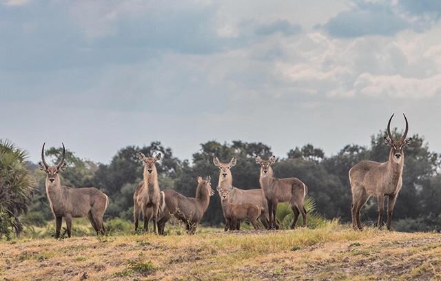 Pleasantly surprised by the sheer number of waterbuck we came across in Saadani national park a few days ago...and by the biodiversity in general. More to follow. 
#saadani @saadani_nationalpark #onsafari #familysafari #wellnessinthewild #neverstopex