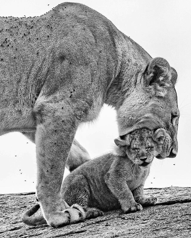 Safe with mama. 
Somewhere in Kusini (Serengeti), April 2018. 
#wellnessinthewild #blackandwhite #throwback #onsafari #neverstopexploring #earthcapture #natgeoyourshot #natgeowild