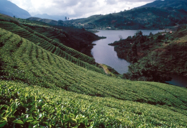 Handunugoda Tea Estate near Galle in the south of Sri Lanka