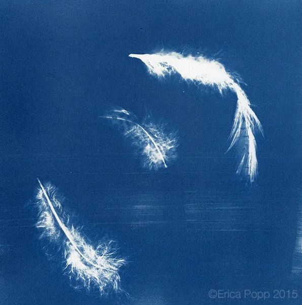 Cyanotype Floating Feathers_web.jpg