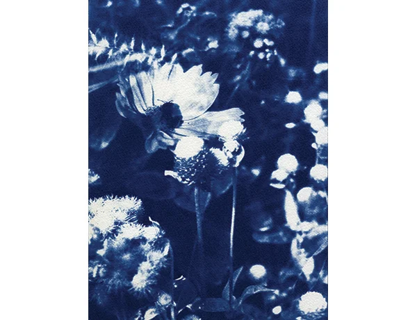Blue Garden 2007 Cyanotype on Watercolor Paper 8" x 10" Licensed to Urban Outfitters in 2015