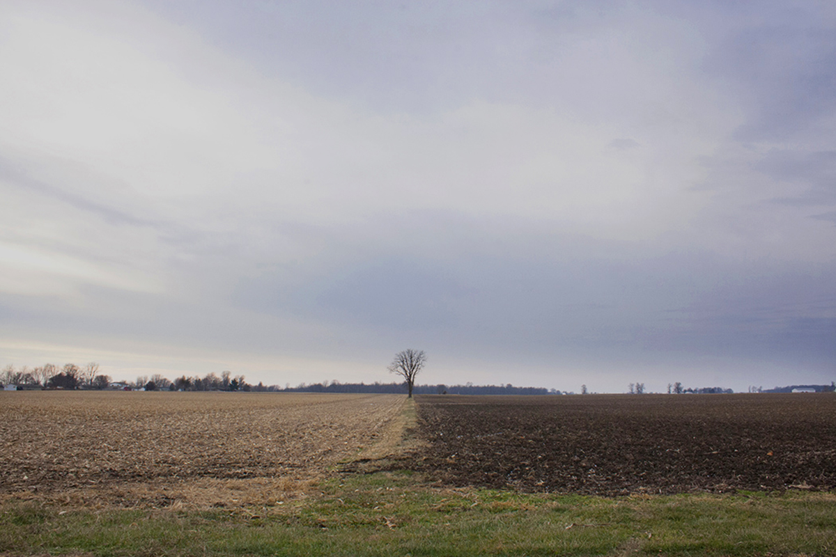 Tree Between Fields, Rural Indiana 2015. Dye-based inkjet print on resin-coated paper. - 12” x 18”