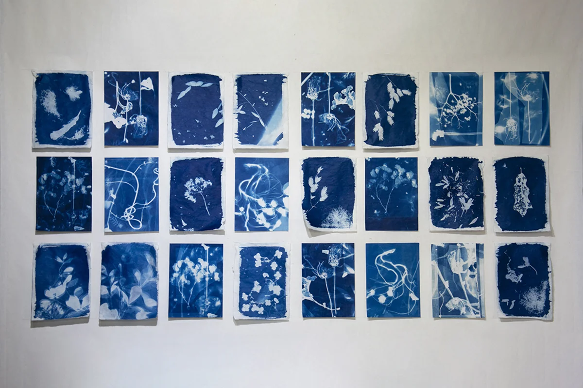 Untitled 2018. Collaboration with Professor Betsy Morris. Cyanotype on Chinese rice paper. - 46” x 24”