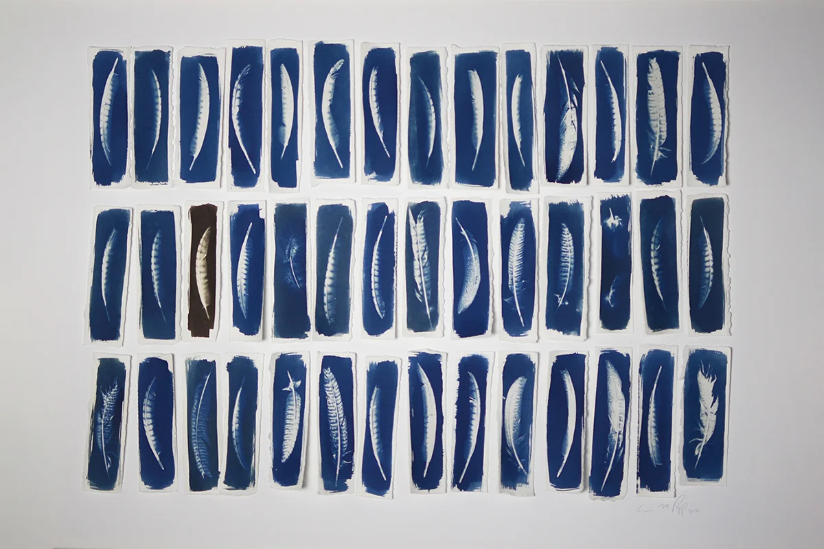 42 Feathers 2016. Cyanotype and Van Dyke brown on paper. - 30” x 40”