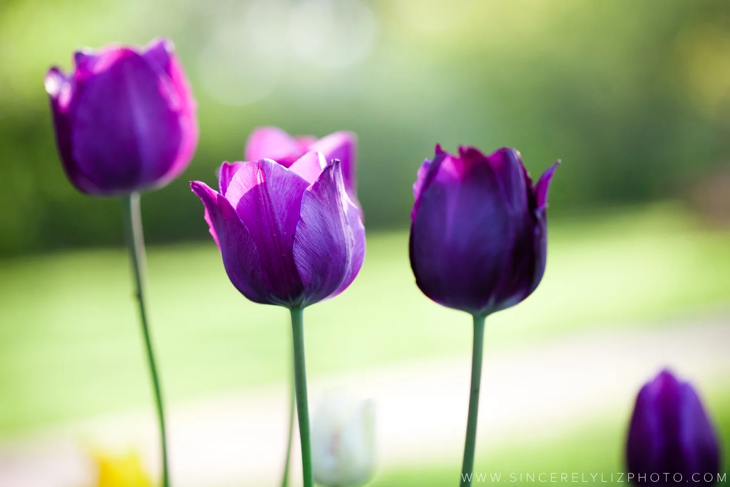 spring-flowers_0001.jpg