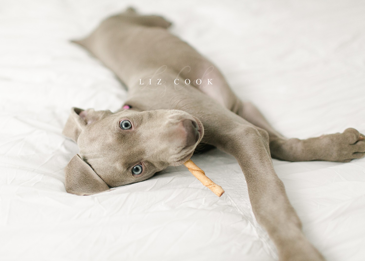 lynchburg_virginia_photography_studio_assistant_weimaraner_puppy_0004.jpg