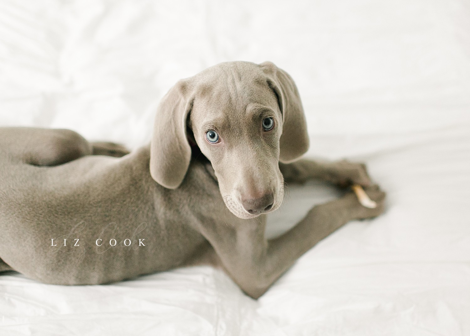 lynchburg_virginia_photography_studio_assistant_weimaraner_puppy_0007.jpg