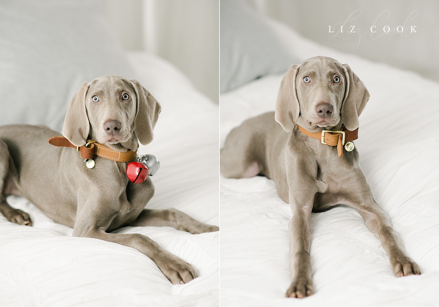 lynchburg_virginia_photography_studio_assistant_weimaraner_puppy_0009.jpg