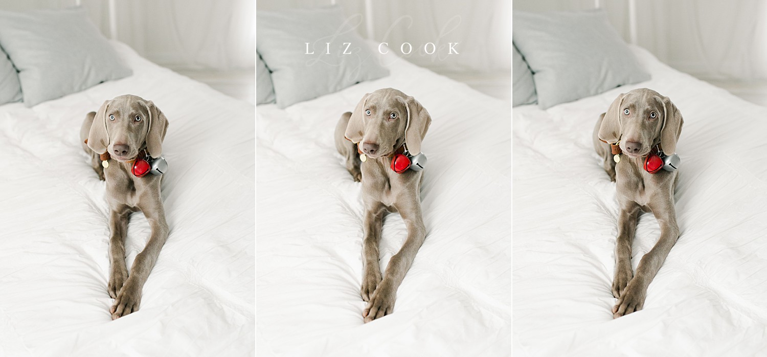 lynchburg_virginia_photography_studio_assistant_weimaraner_puppy_0010.jpg