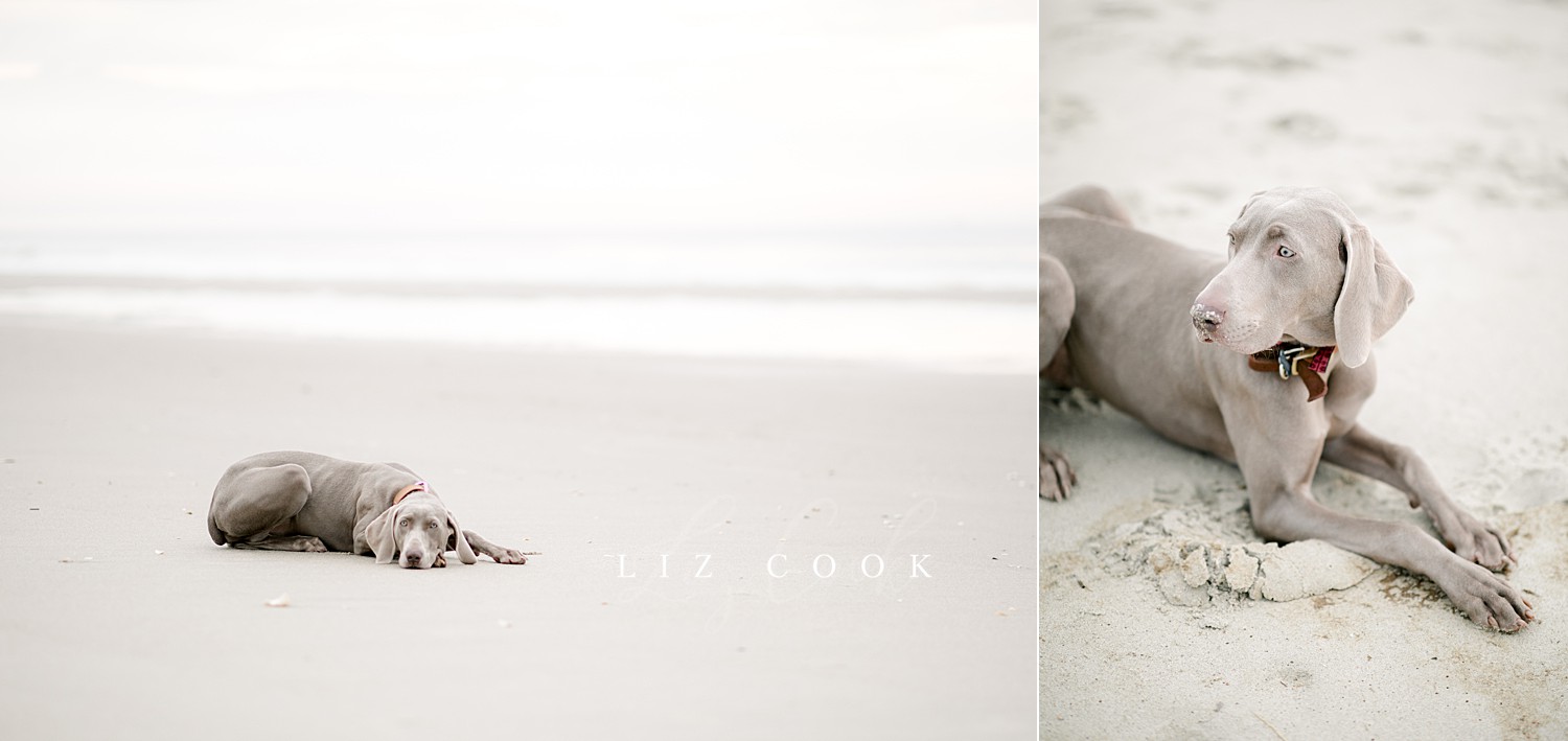lynchburg_virginia_photography_studio_assistant_weimaraner_puppy_0014.jpg