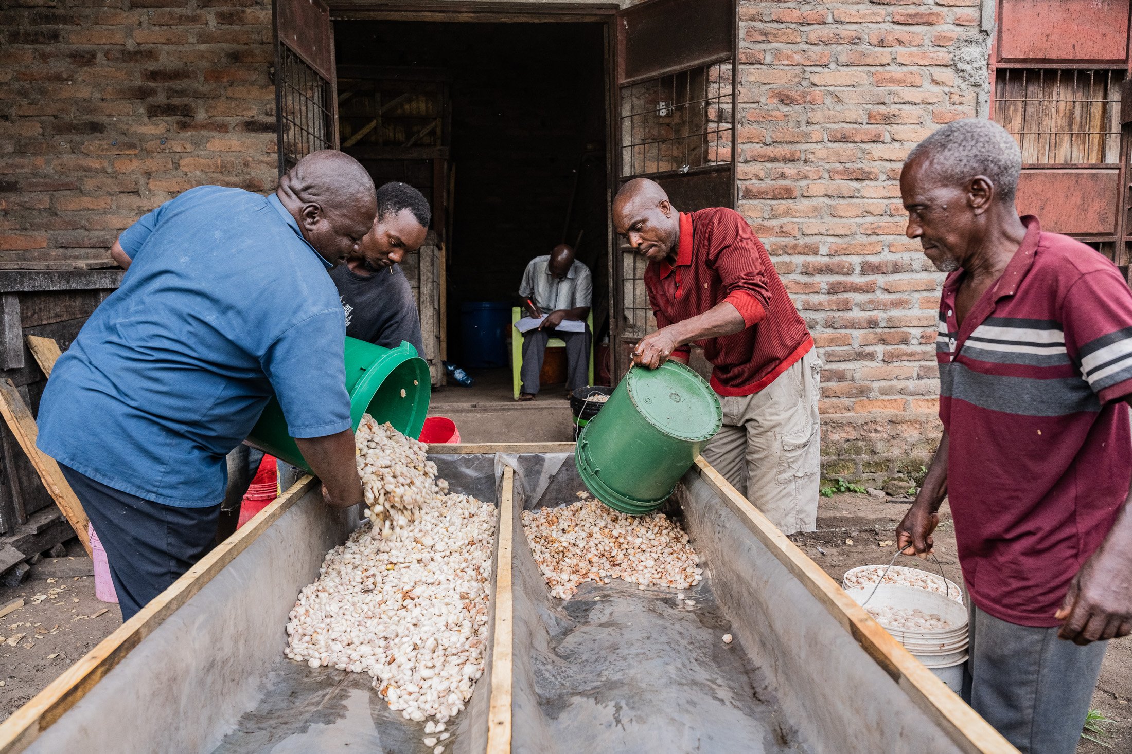Cocoa farmers in Mababu village collect their cocoa beans and measure them in buckets.