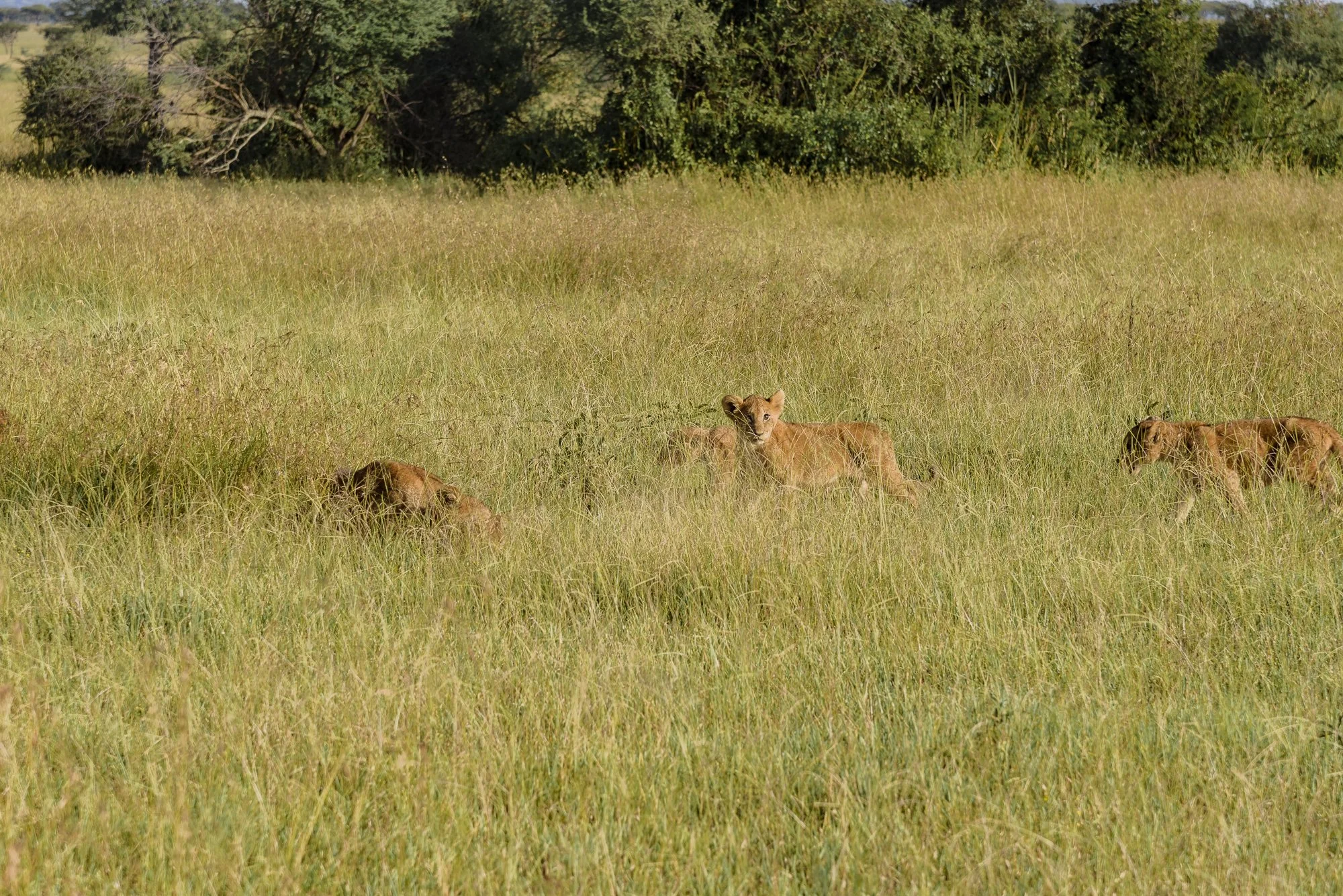 Wildlife1.JPG