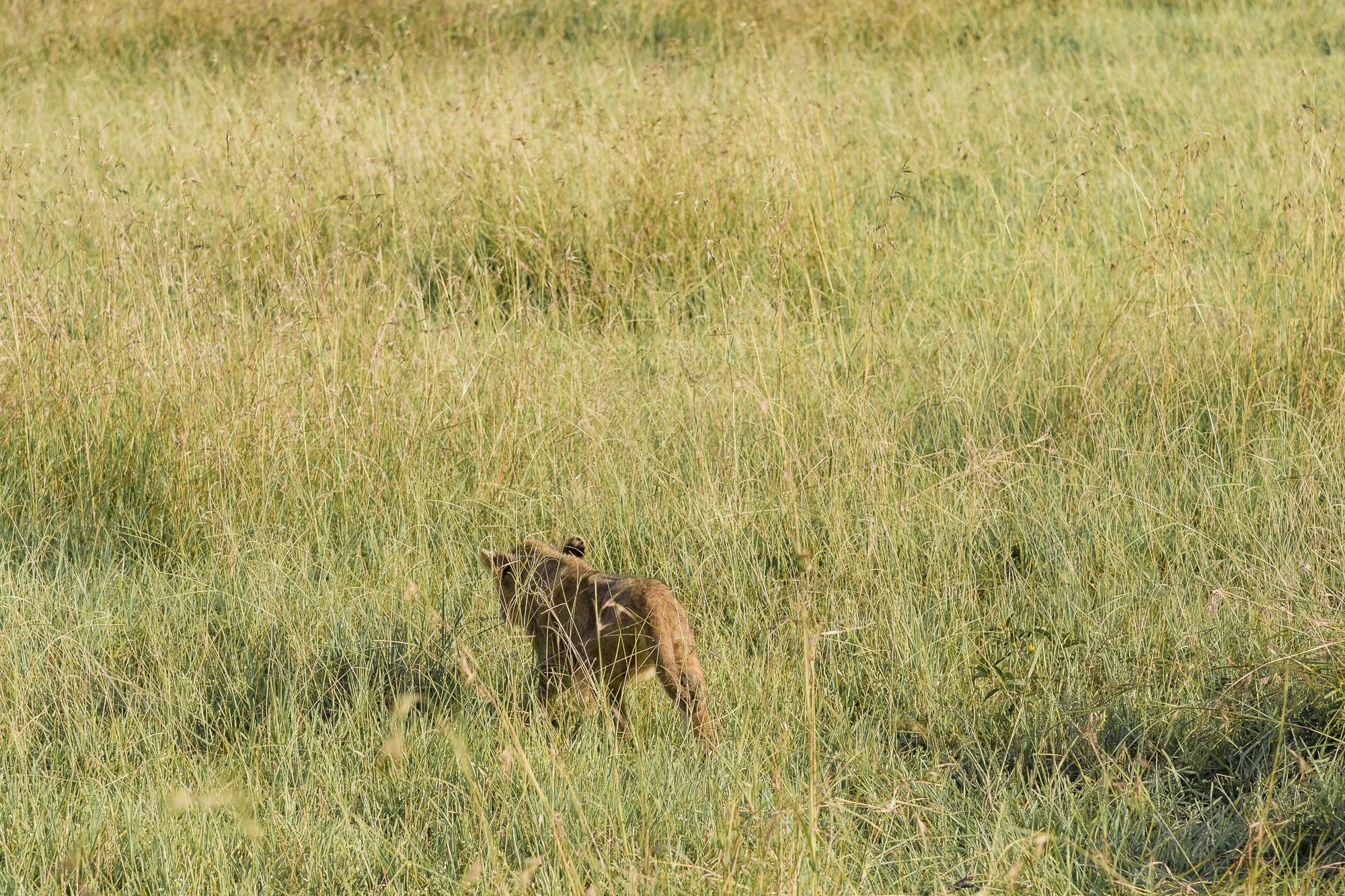 Wildlife5.JPG