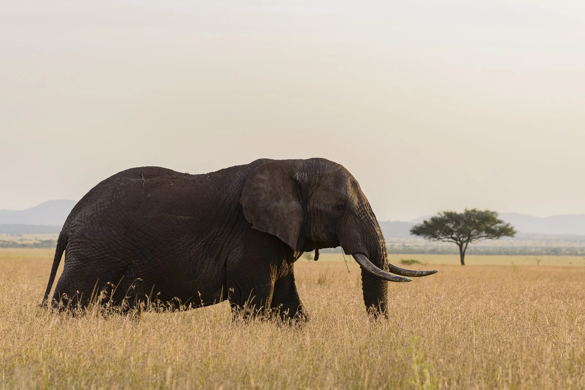 Wildlife16.JPG