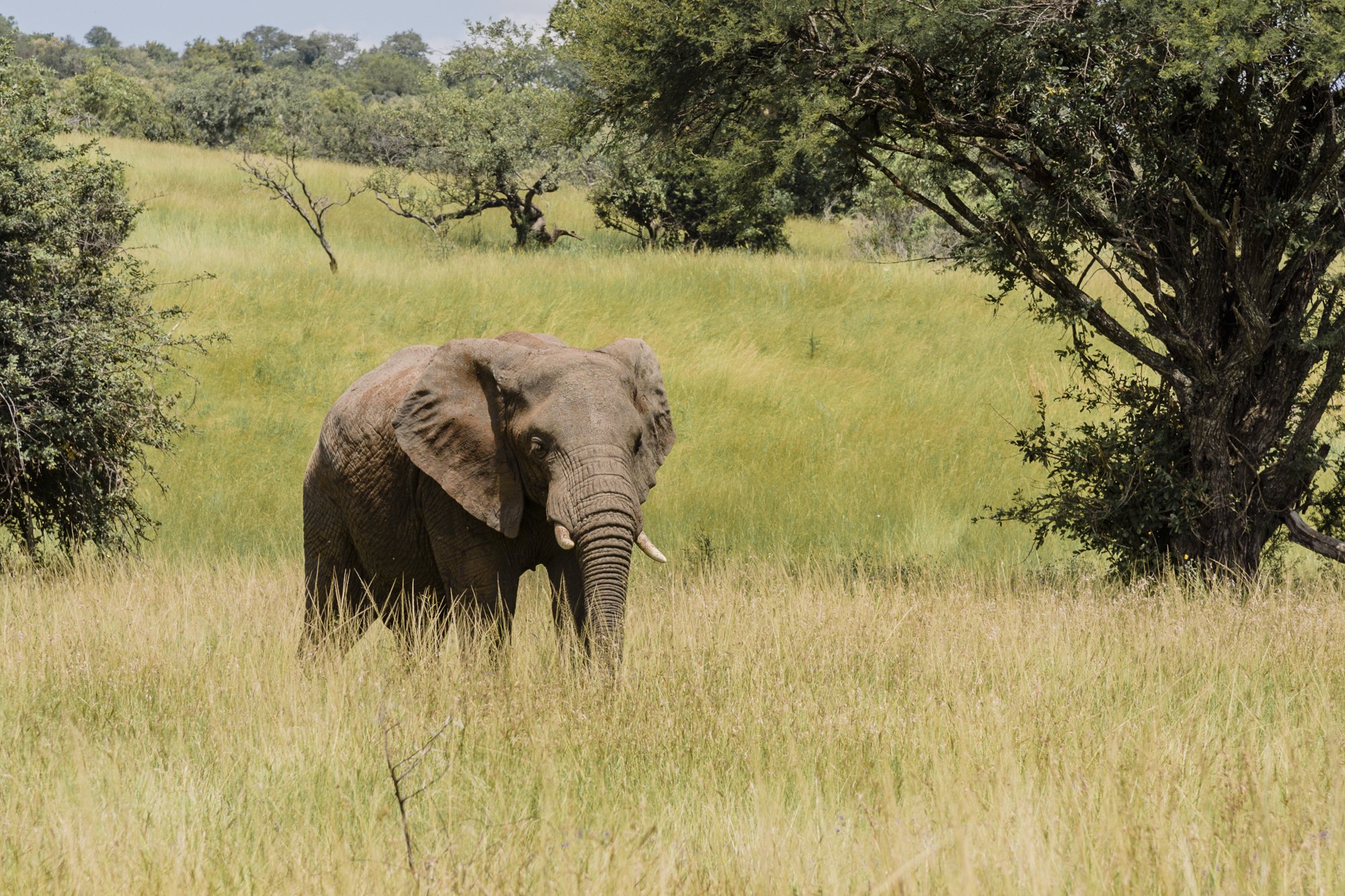Wildlife20.JPG