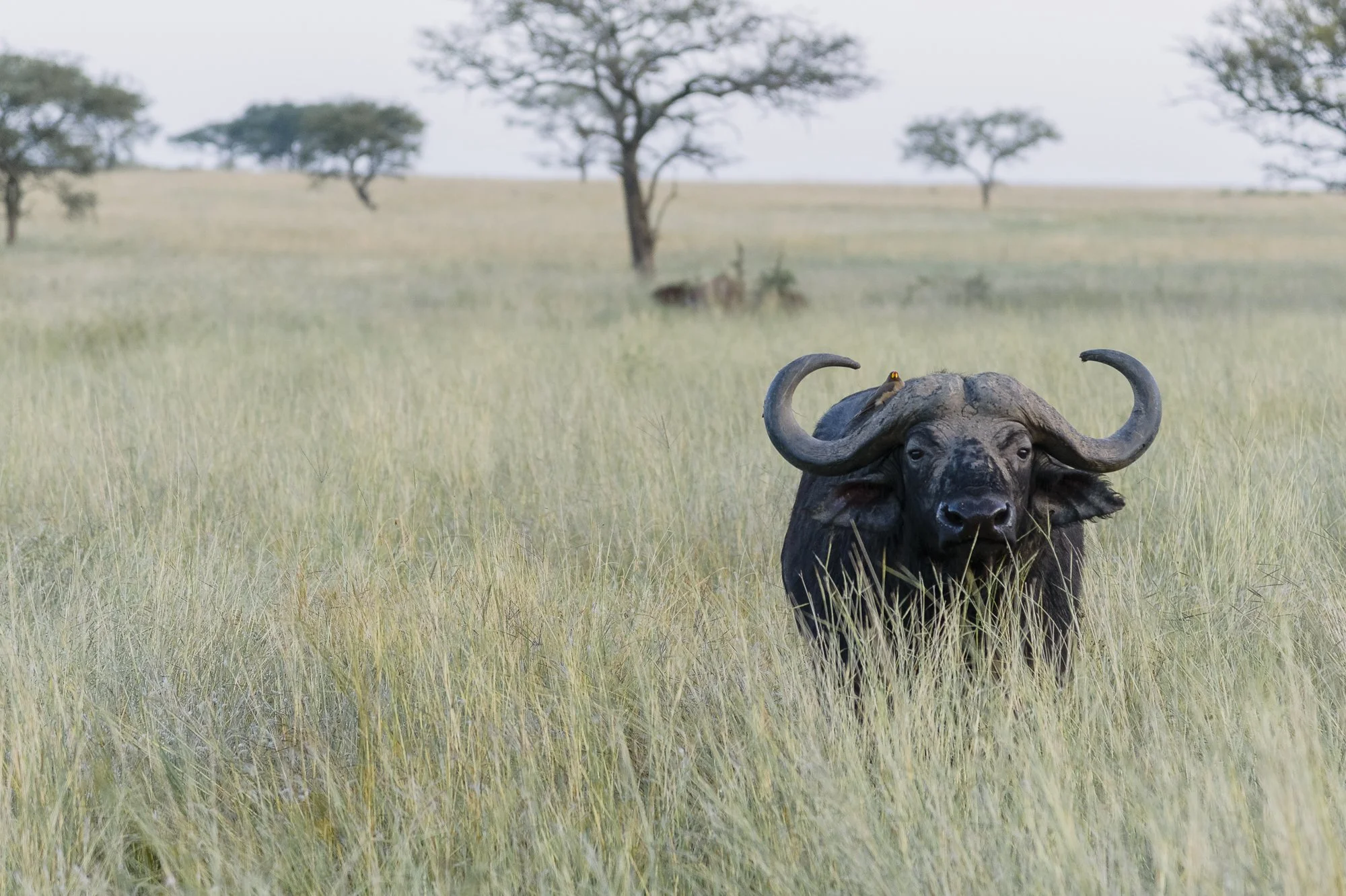Wildlife49.JPG